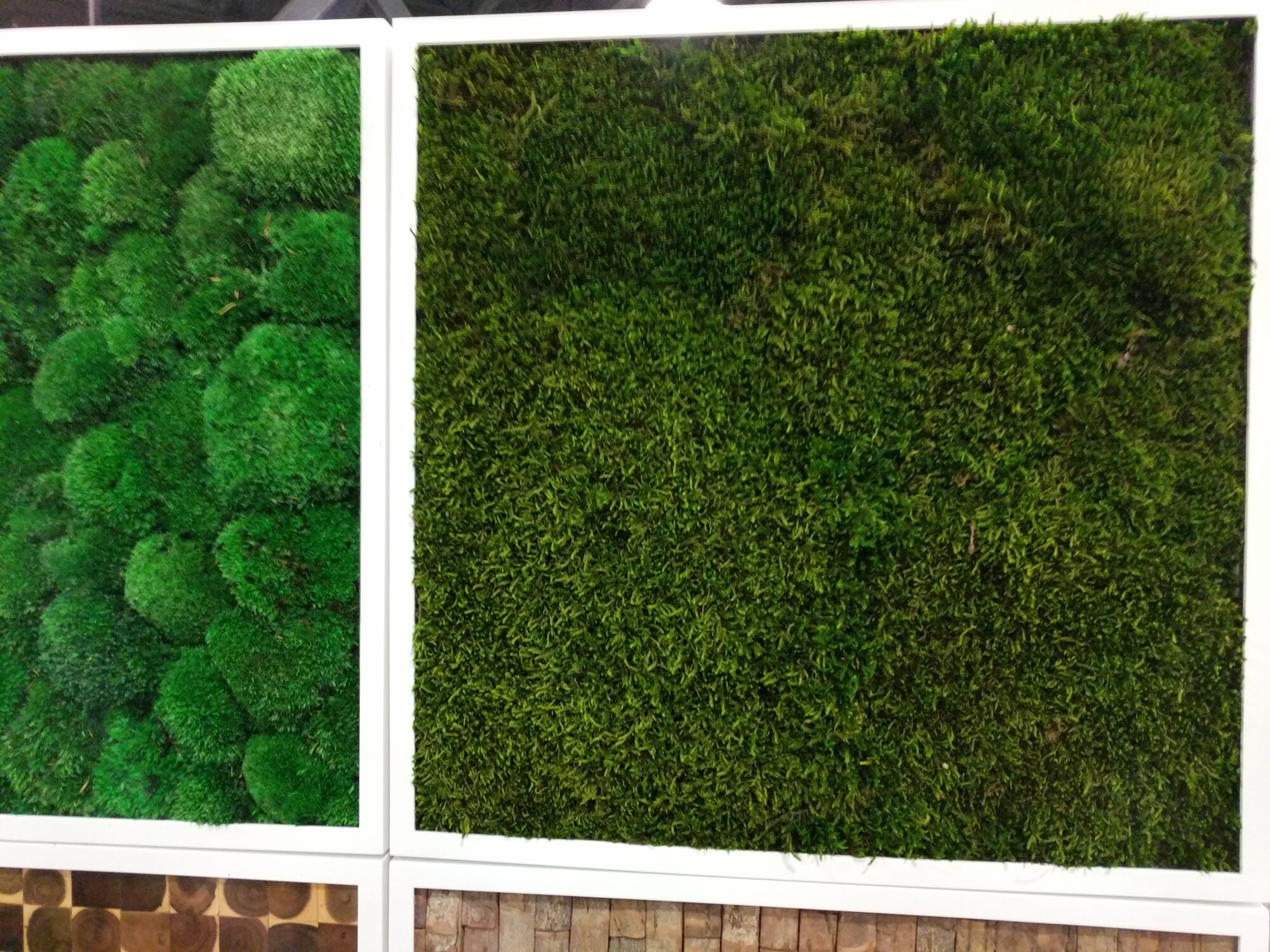 24 x 24 Moss Wall Art Panel Kit - Botanicus Green