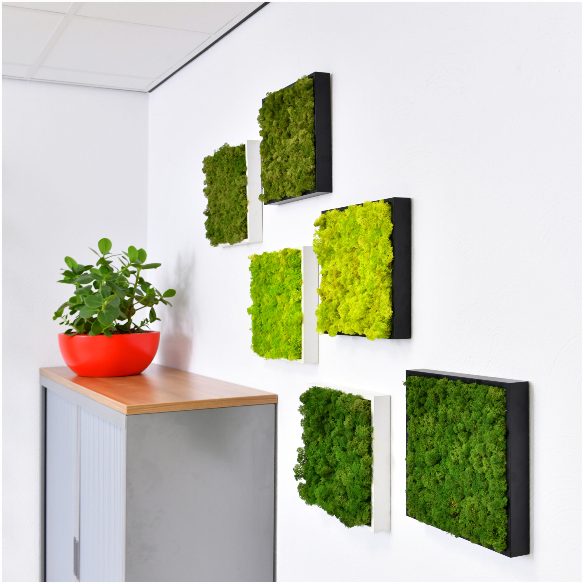 The Botanica House - Moss Wall Art Burst