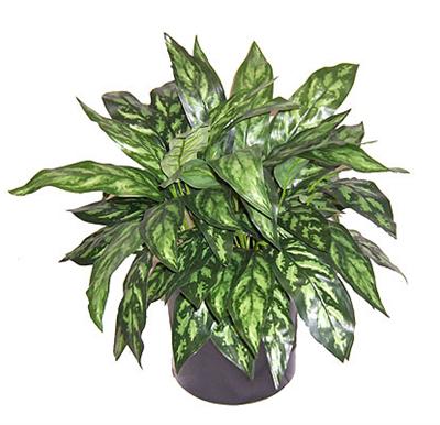 2' Silk Chinese Evergreen, Double