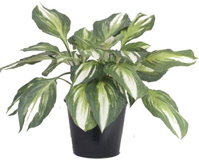 2' Silk Hosta Bush, Double