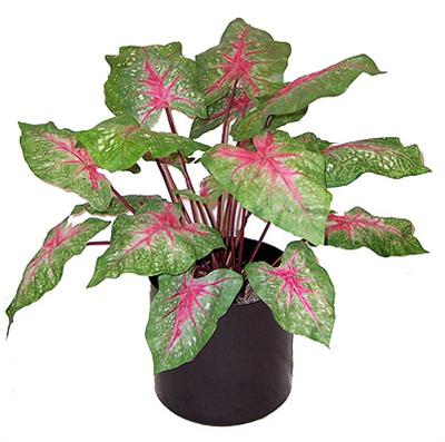 2' Silk Caladium