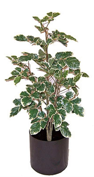 3' Silk Balfour Aralia Bush