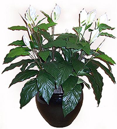 3' Silk Peace Lily, Double