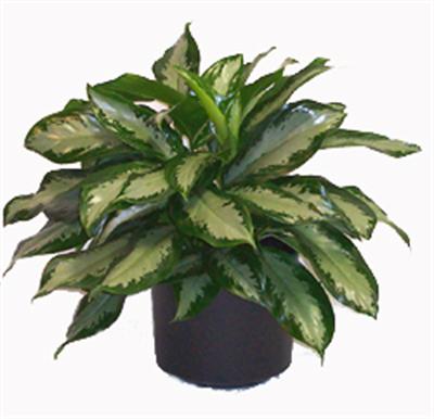 Aglaonema 