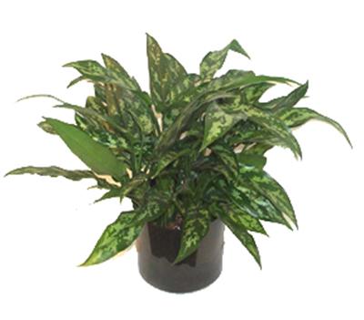 Aglaonema 