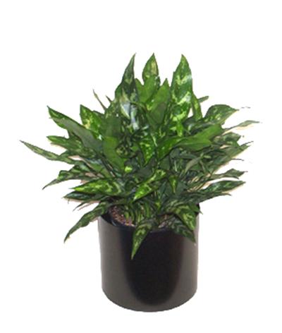Aglaonema