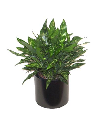 Aglaonema 