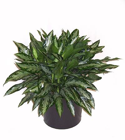 Aglaonema 