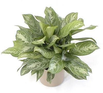 Aglaonema