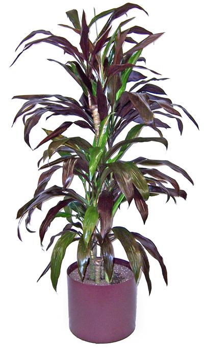 Cordyline Cane Set 6ppp 6'-6.5'