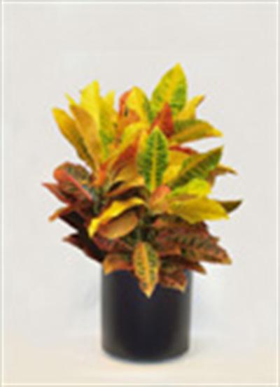Codiaeum