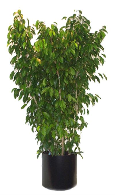 Ficus Benjamina 