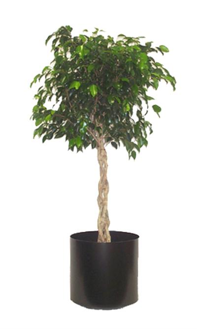 Ficus 
