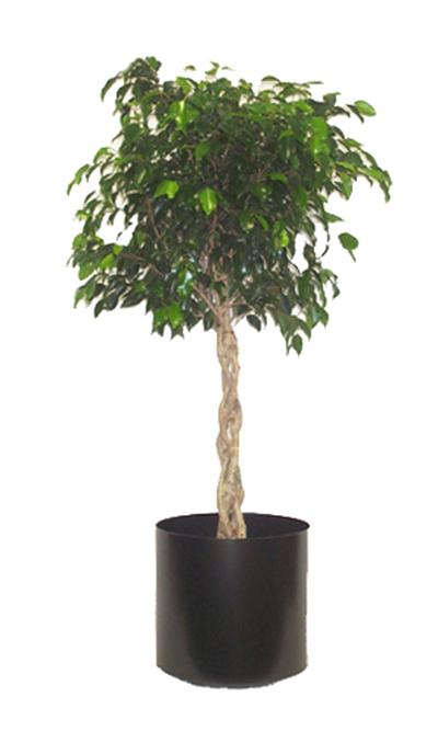 Ficus