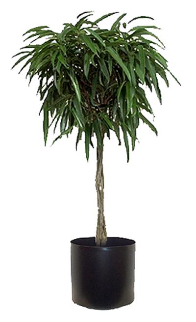 Ficus
