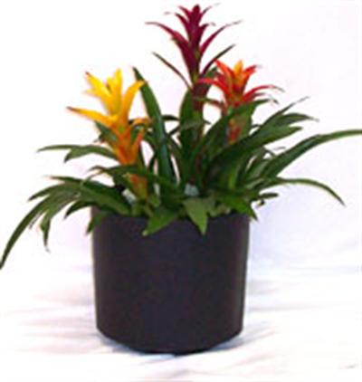 Guzmania Garden 2'-2.5'