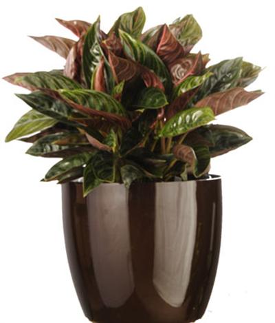 Aglaonema 