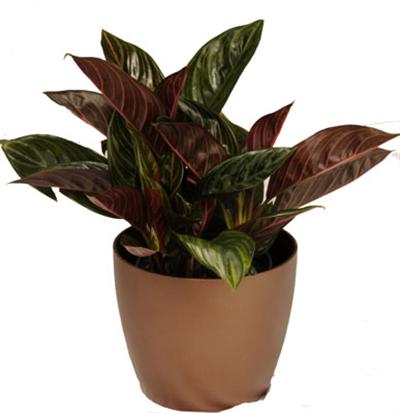 Aglaonema 